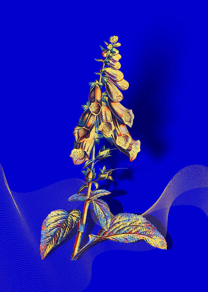Prismatic Foxglove Flowers