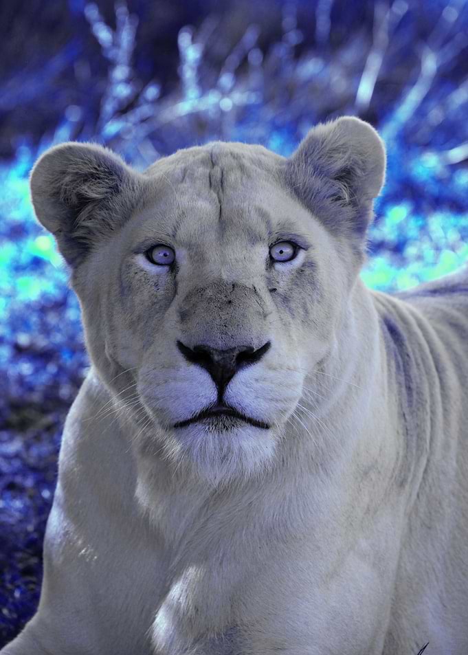 White Lion Female pop 3
