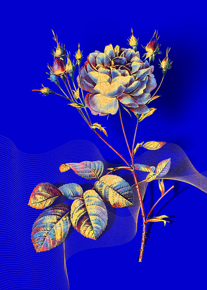 Prismatic Cumberland Rose