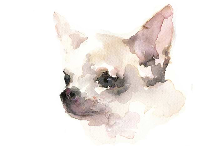 Chua chua dog