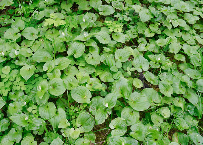 Very Green Ground Cover