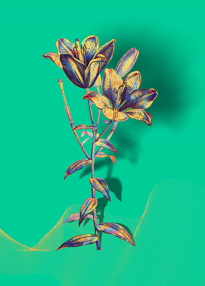 Prismatic Bulbous Lily