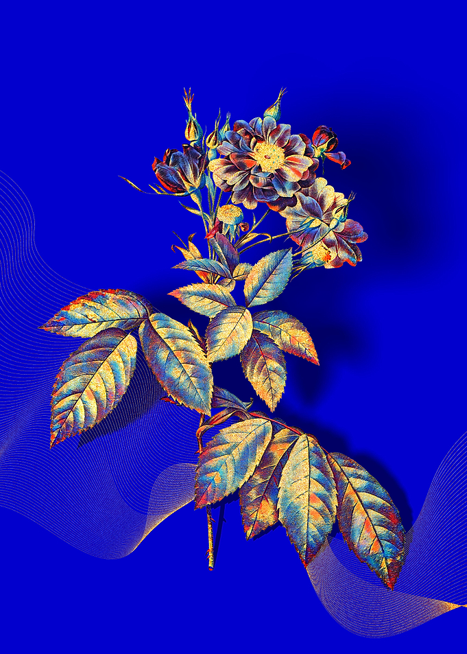 Prismatic Boursault Rose