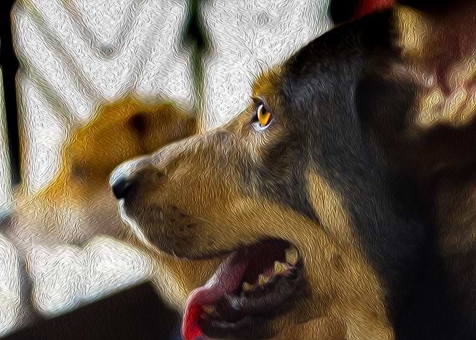 dog