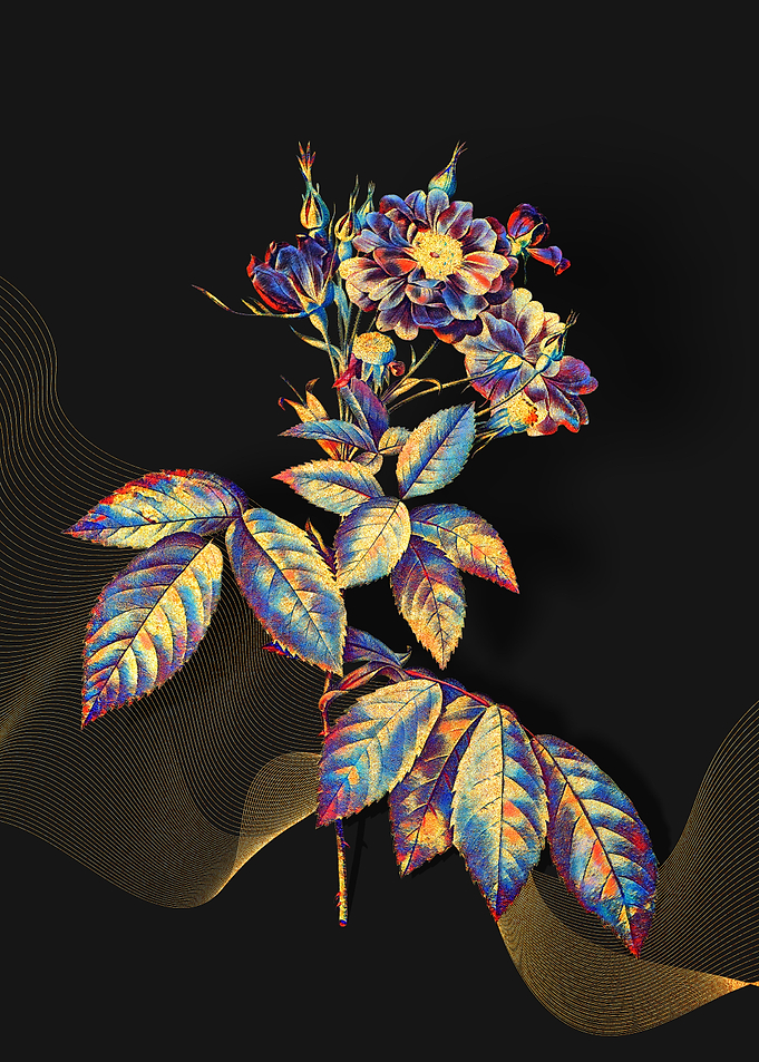 Prismatic Boursault Rose
