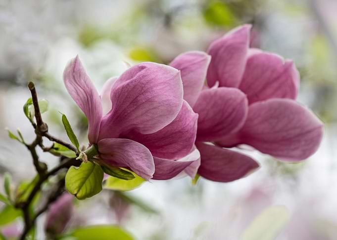 Pretty dark pink magnolia
