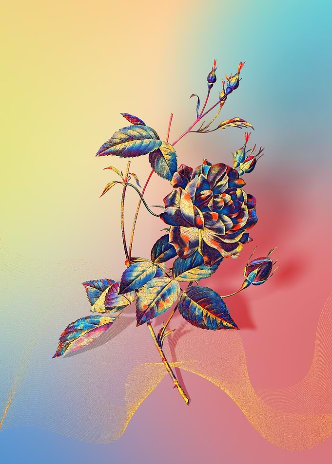 Prismatic Bengal Rose