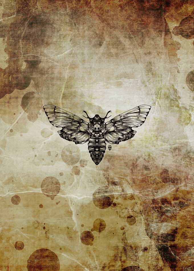 Moth