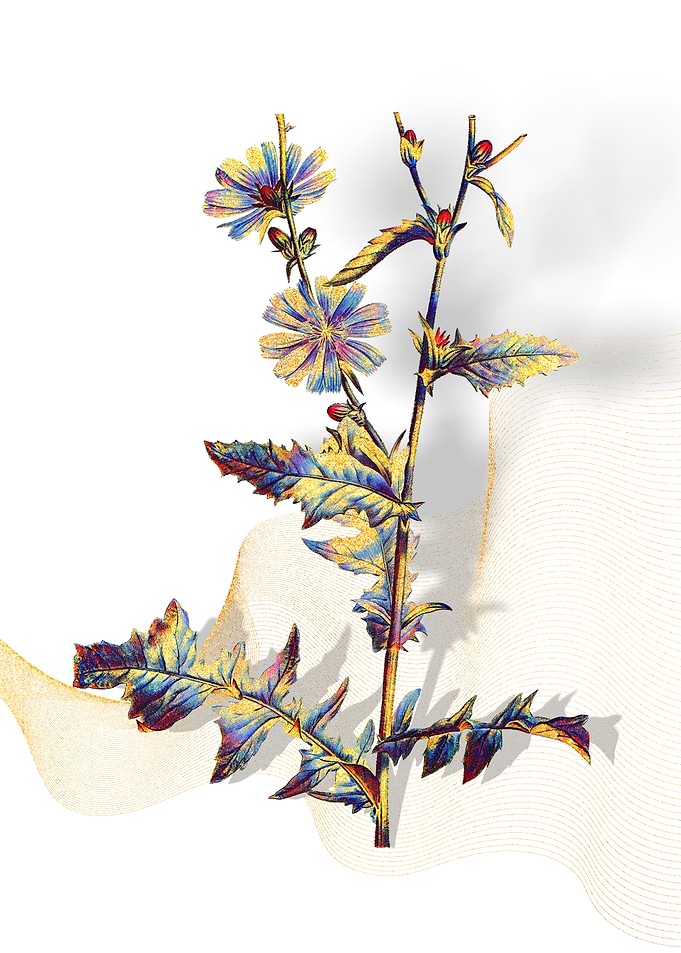 Prismatic Chicory Plant