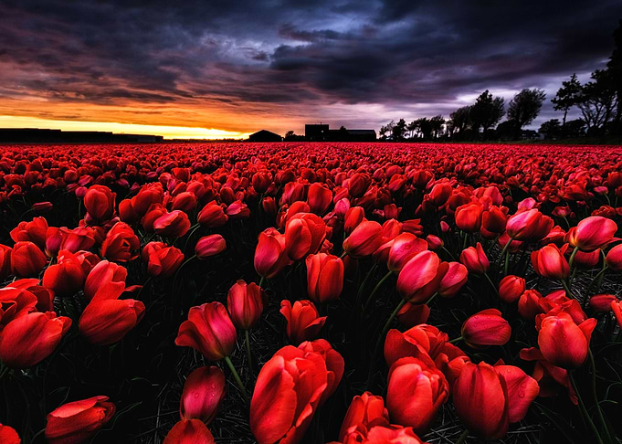 Red passion