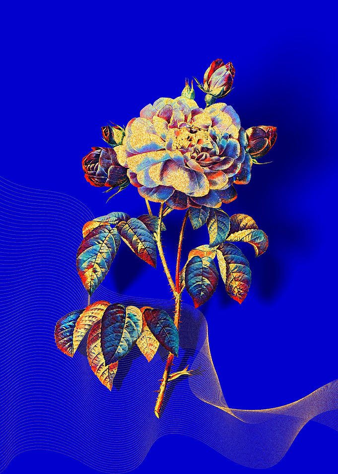 Prismatic French Rose