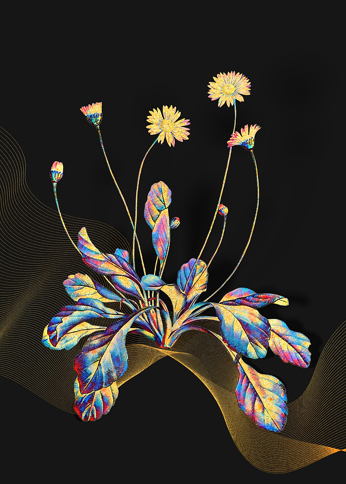 Prismatic Daisy Flowers