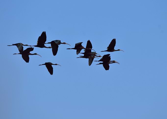 The flock2