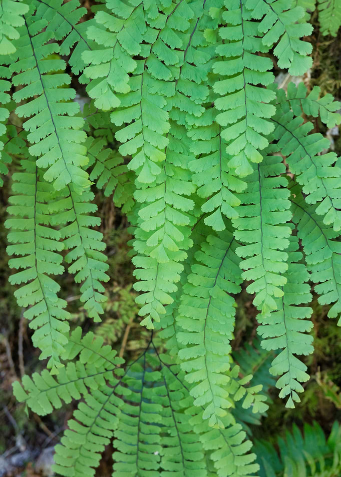 Green Ferns