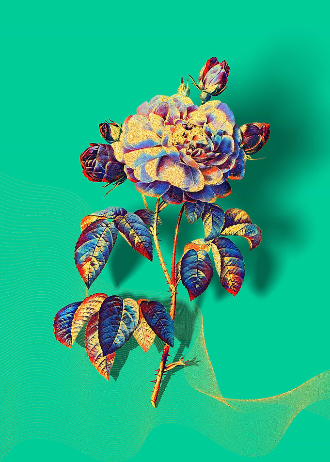 Prismatic French Rose