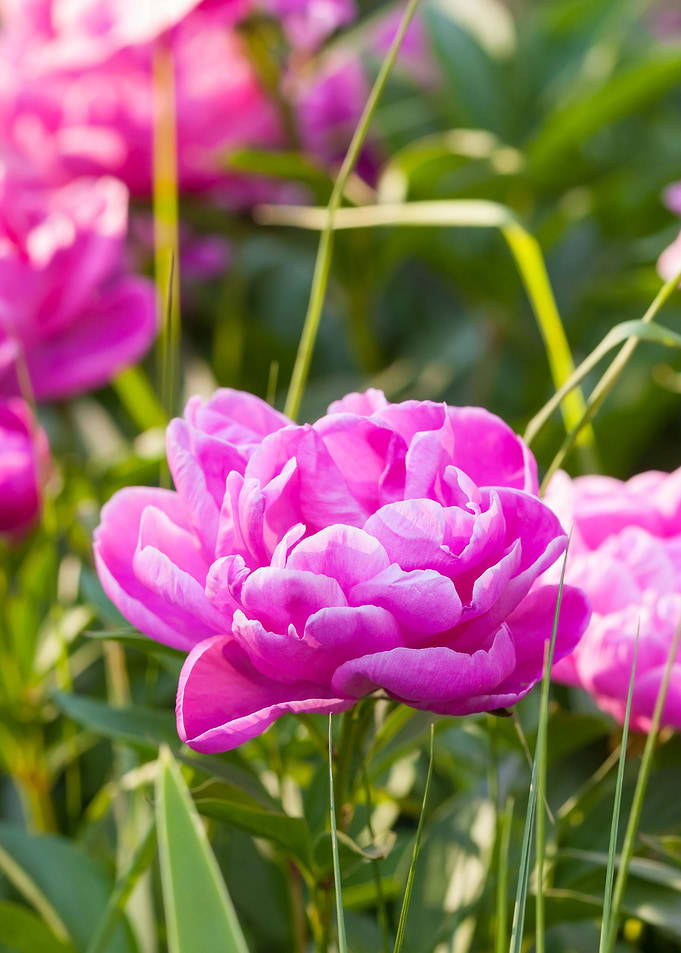 Peony