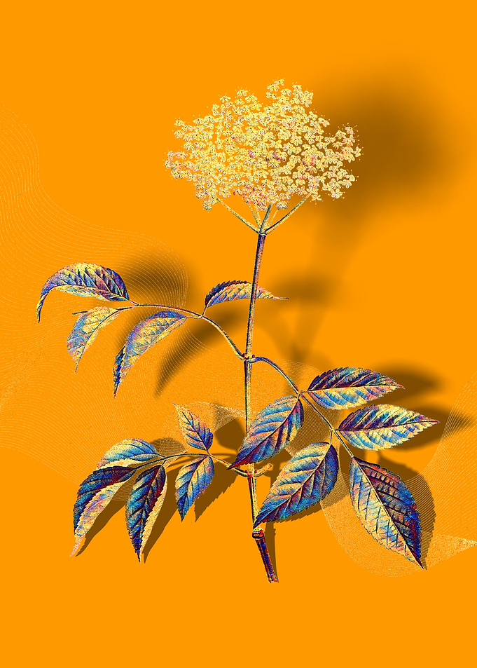 Prismatic Elderflower Tree