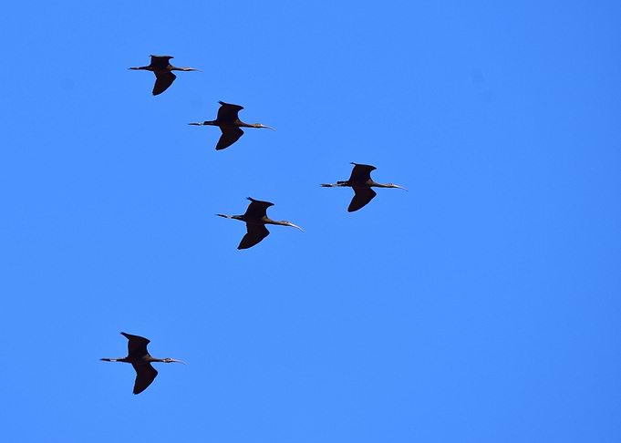 The flock