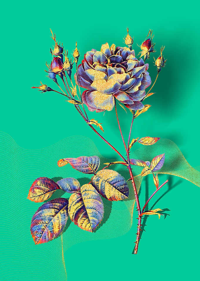 Prismatic Cumberland Rose