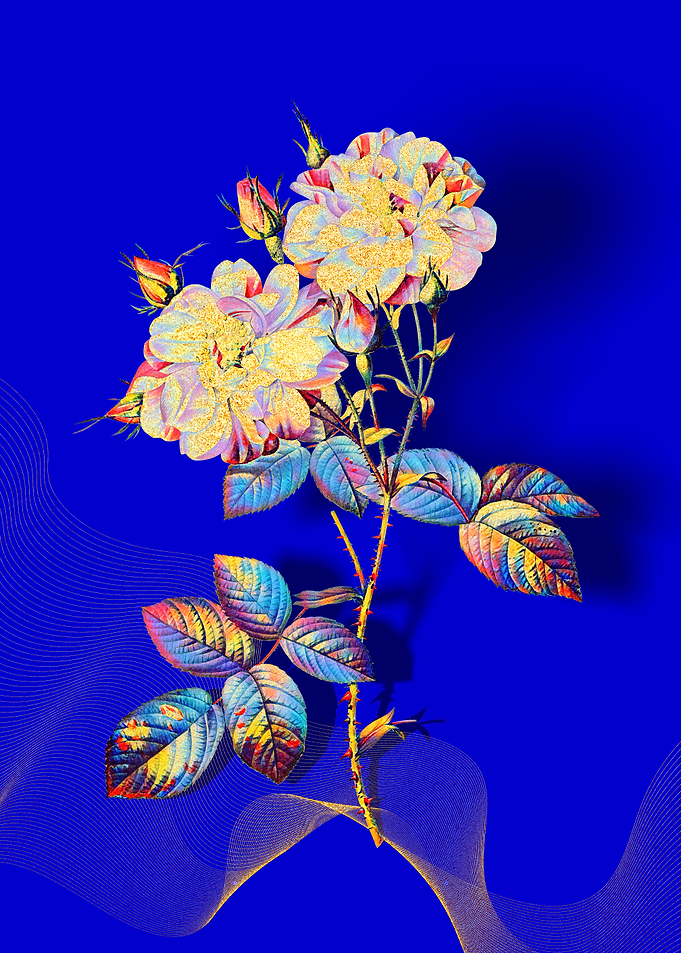 Prismatic Damask Rose
