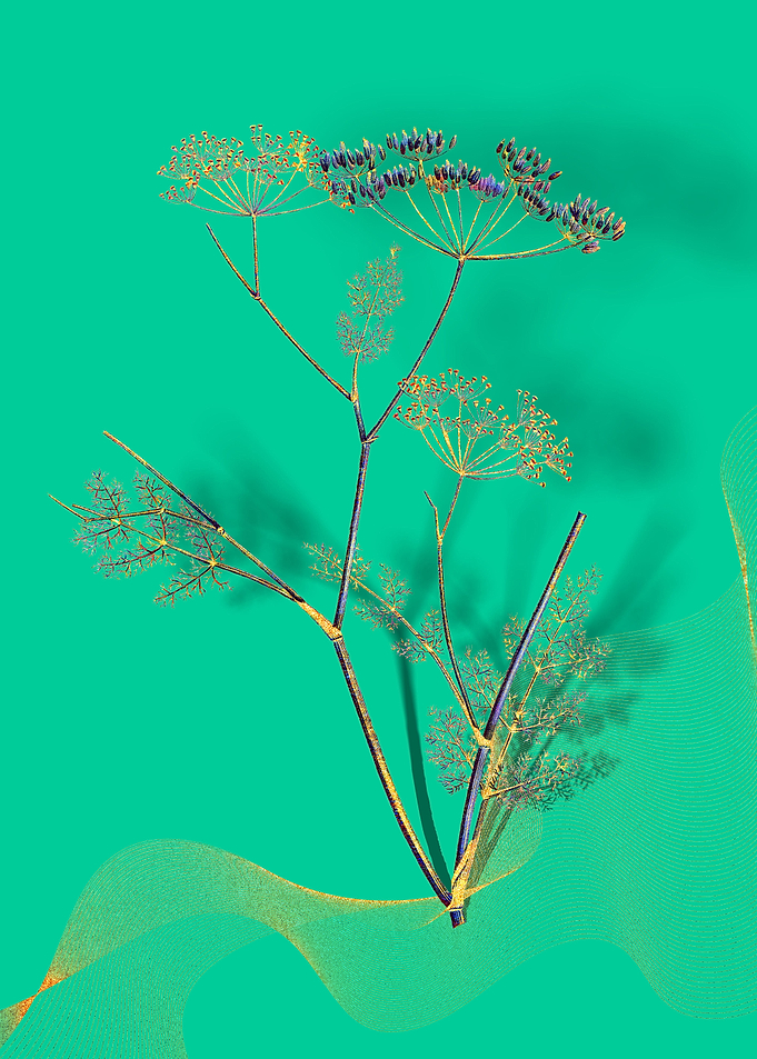 Prismatic Blooming Fennel