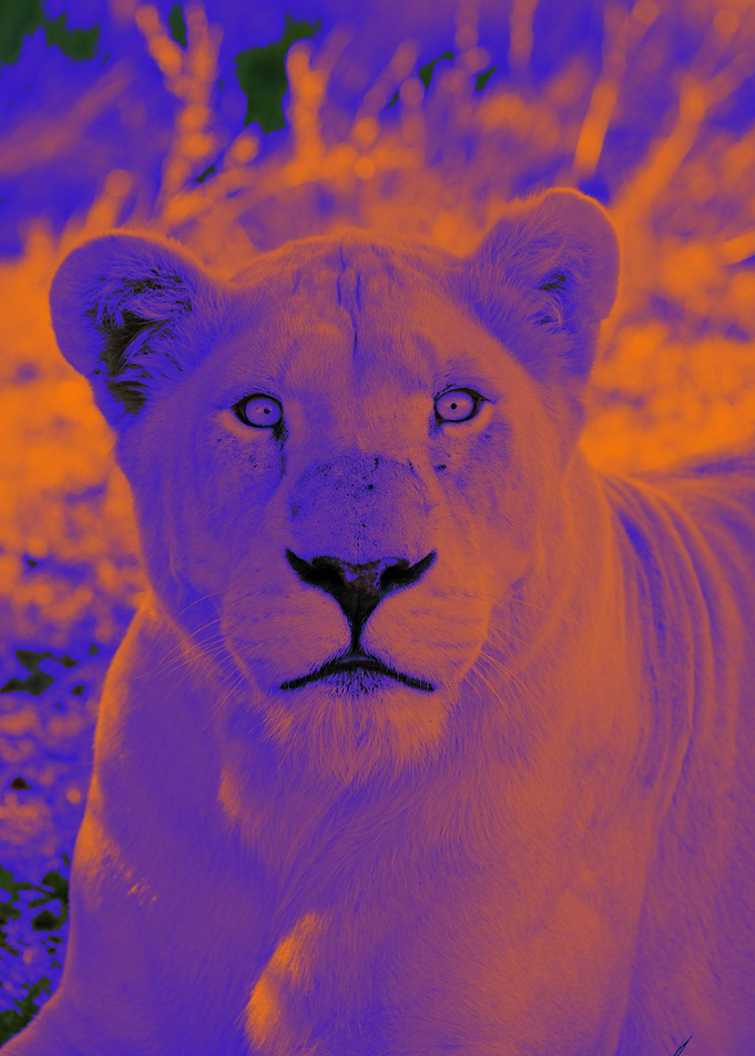 White Lion Female pop 5