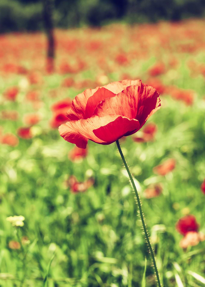 Poppies