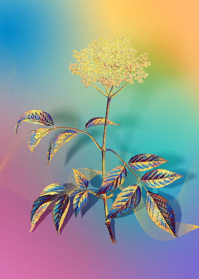 Prismatic Elderflower Tree