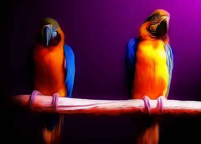 Two parrots