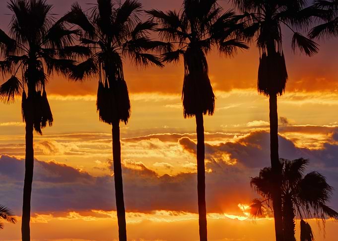 Sunset Palms