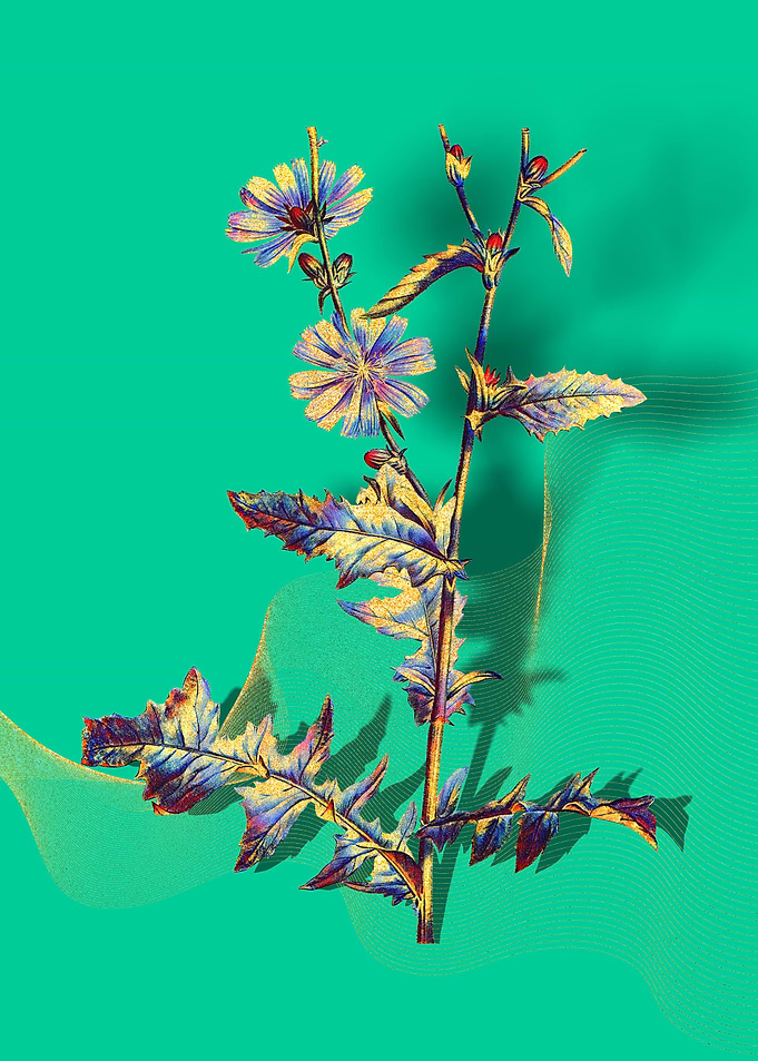 Prismatic Chicory Plant