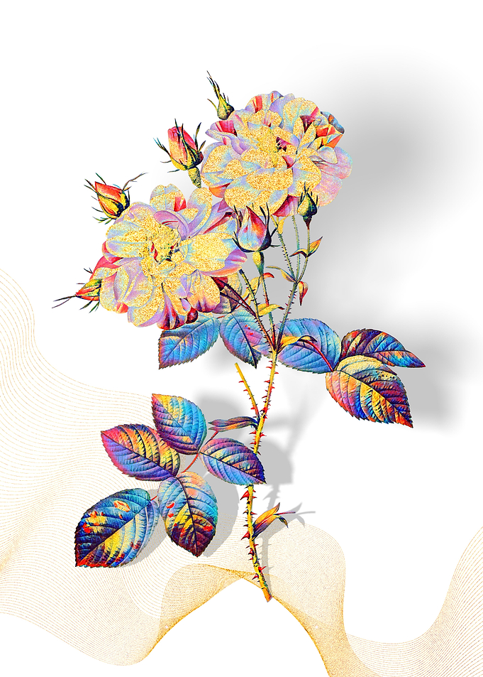 Prismatic Damask Rose