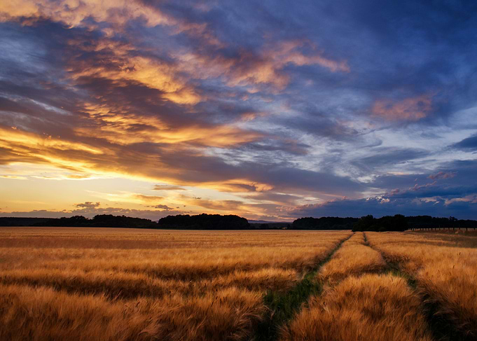 Sunset over wheat fields
