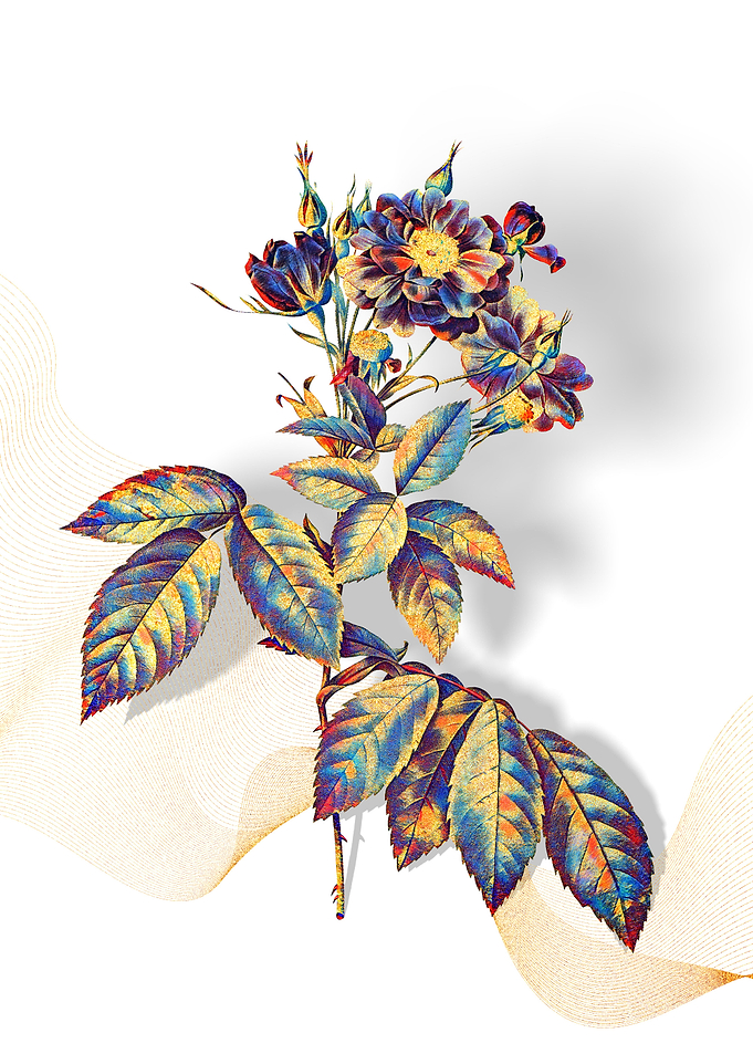 Prismatic Boursault Rose
