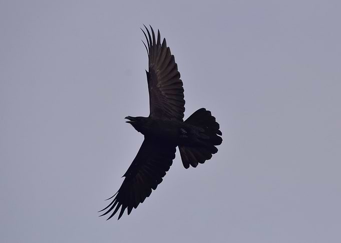 The Raven
