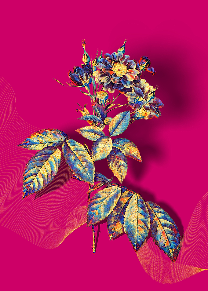 Prismatic Boursault Rose