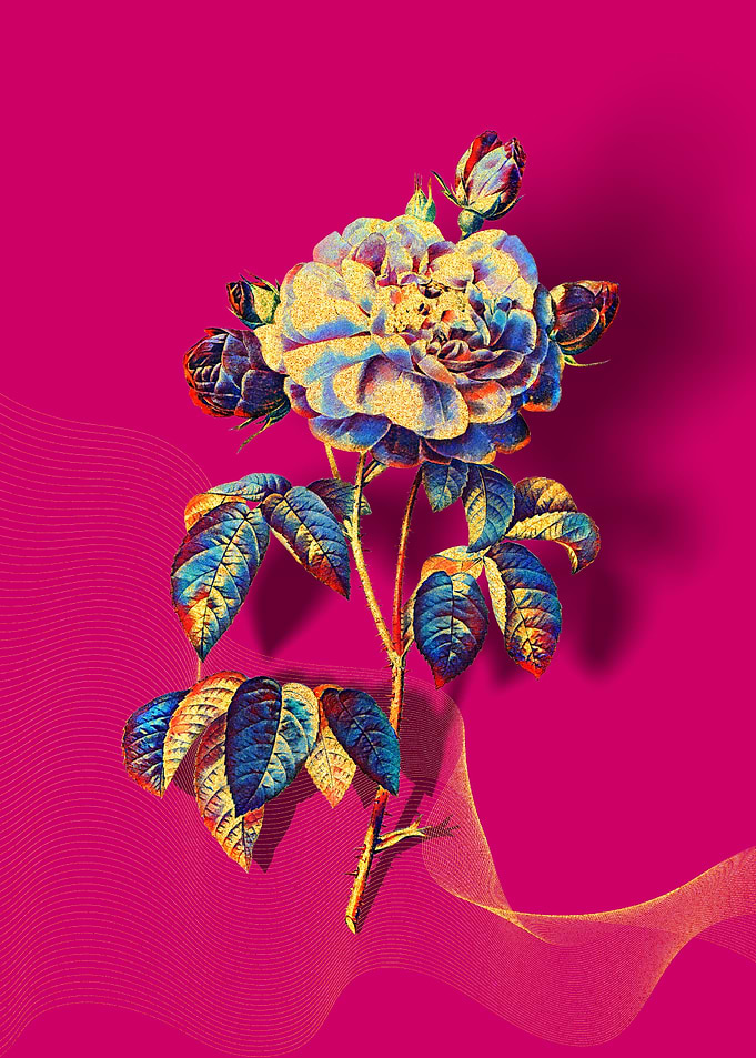 Prismatic French Rose