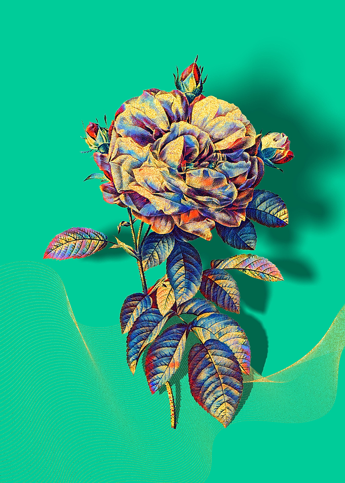 Prismatic French Rose