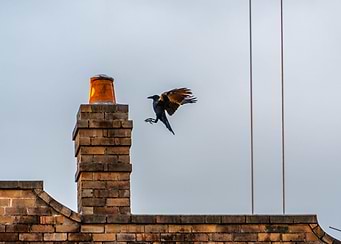 Bird Landing