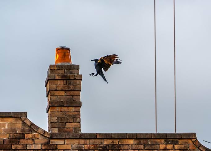 Bird Landing