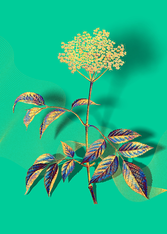 Prismatic Elderflower Tree