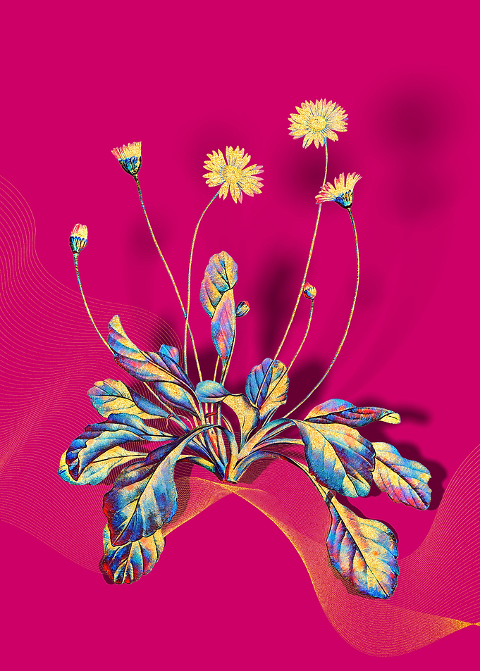 Prismatic Daisy Flowers