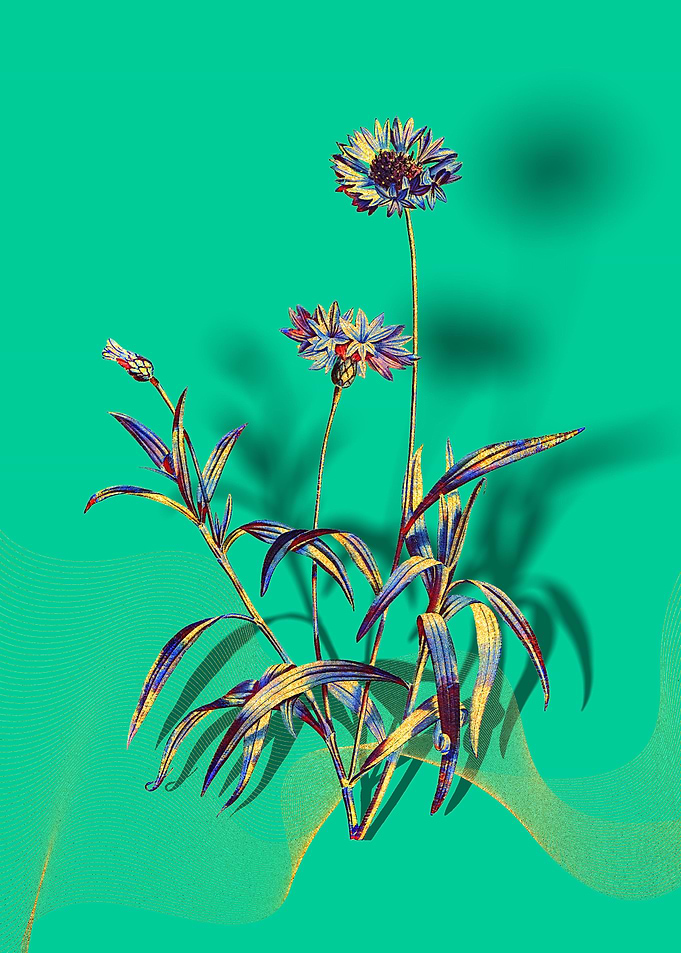 Prismatic Blue Cornflowers