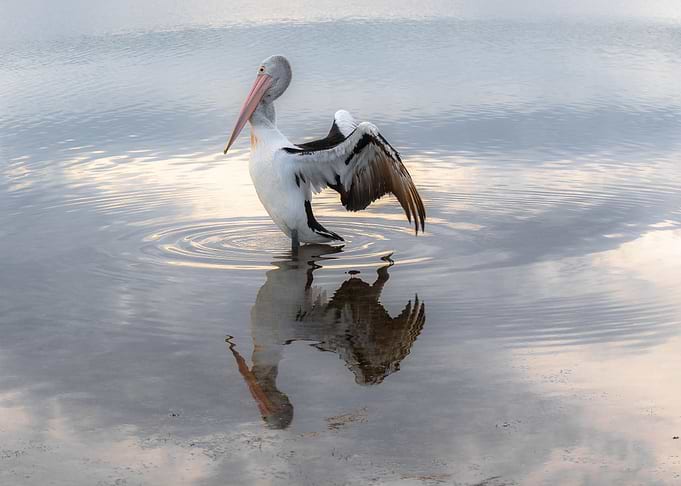 Pelican