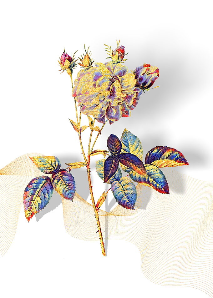 Prismatic Agatha Rose