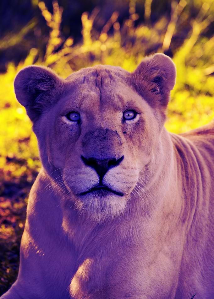 White Lion Female pop 7