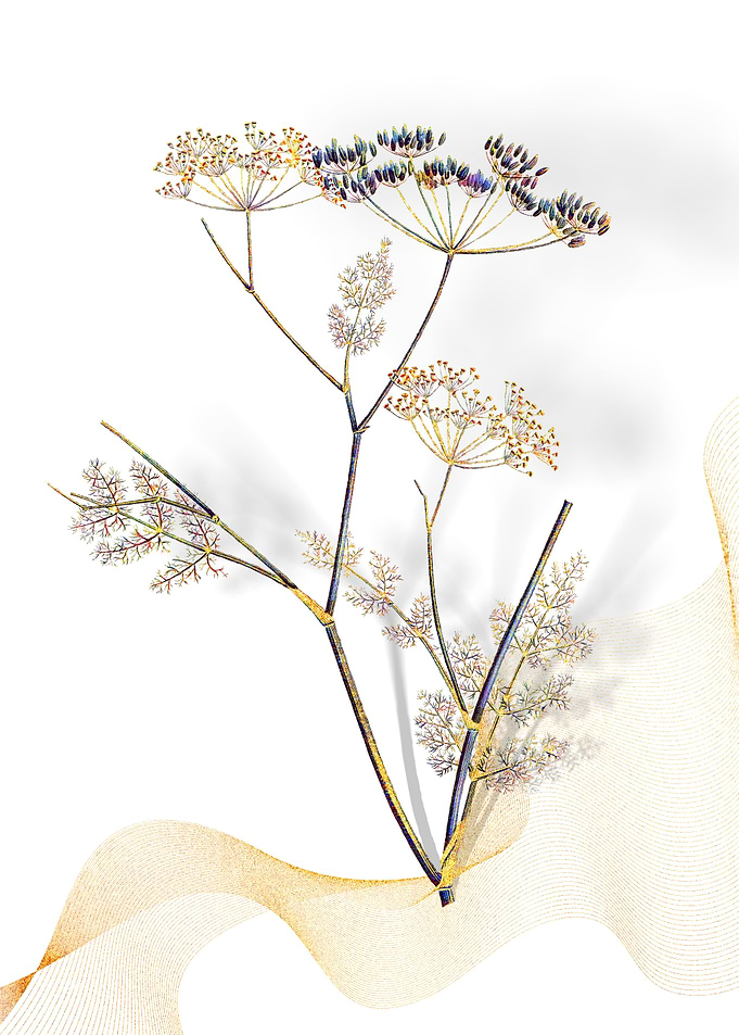 Prismatic Blooming Fennel