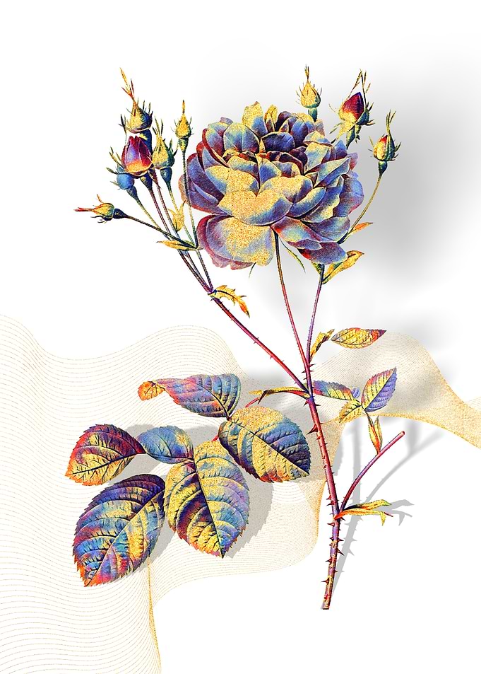Prismatic Cumberland Rose