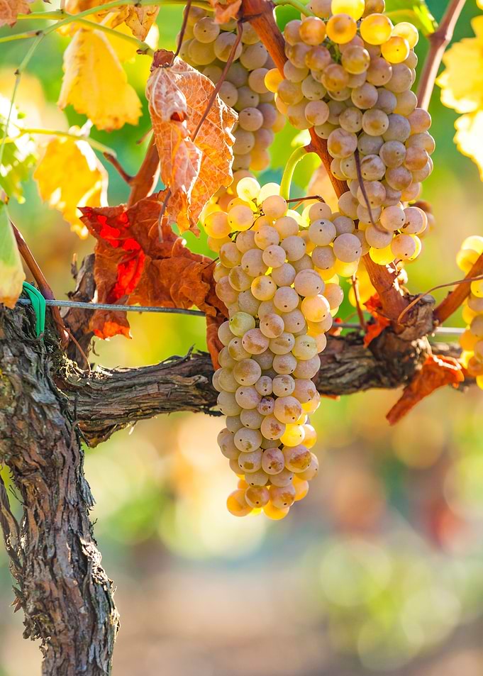 White grapes