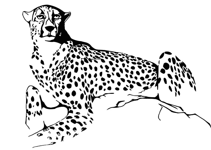 Lying cheetah